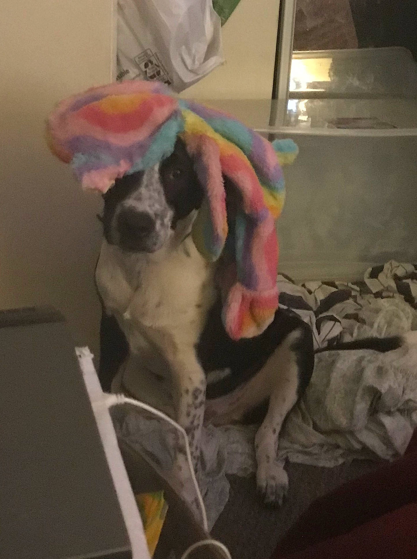 Tanniss is registered to the contest to win money with this photo: canidae, carnivore, companion_dog, dog, dog_breed, ear, fawn, pit_bull, pointer, puppy, sporting_group