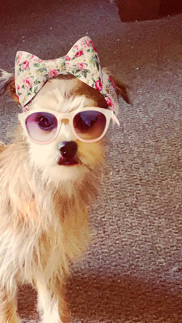 Henry joined the competition — help win amazing prizes! canidae, carnivore, companion_dog, dog, dog_breed, dog_clothes, eyewear, fawn, fur, glasses, snout, sunglasses, vision_care