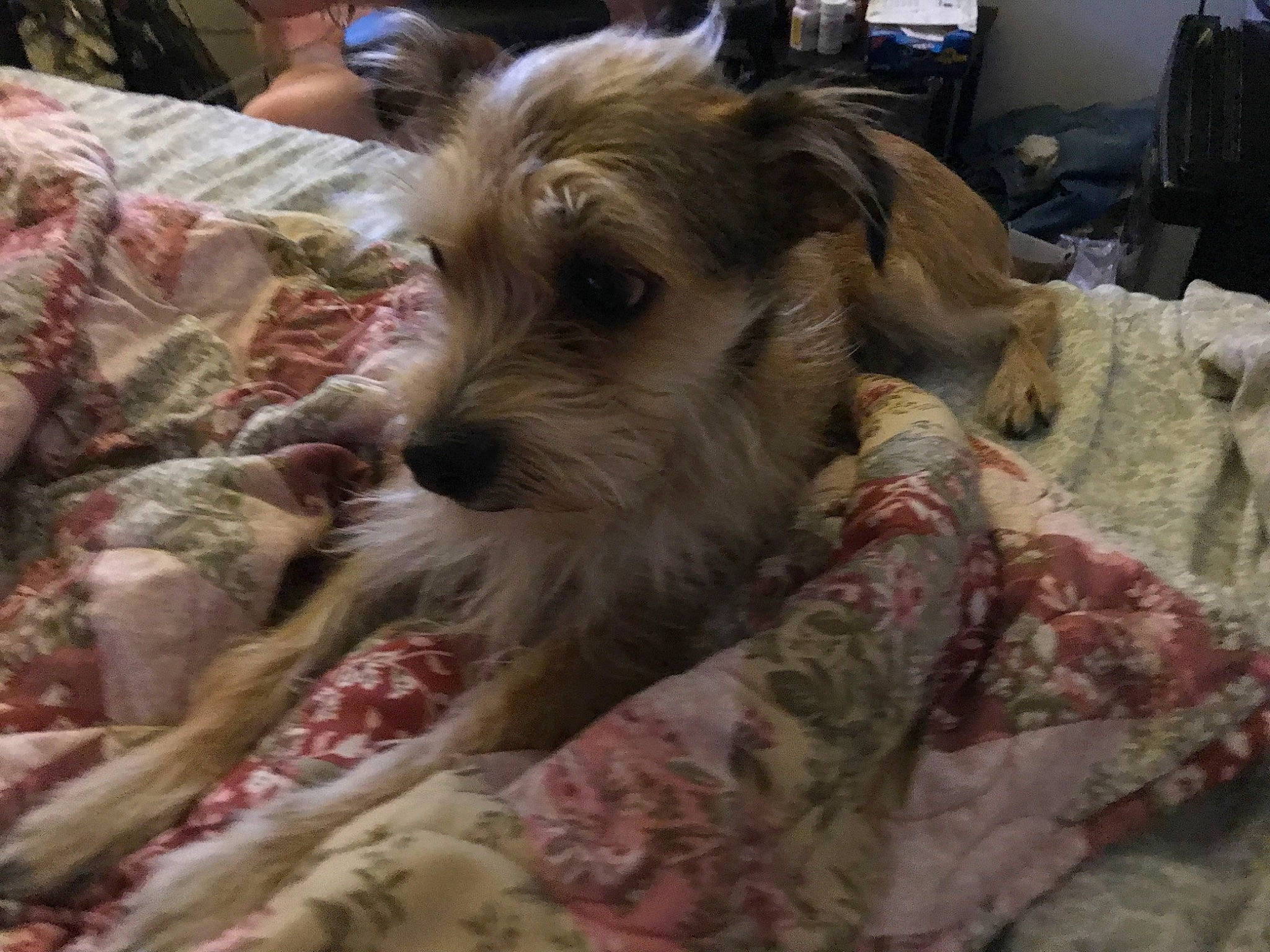 Henry joined the competition — help win amazing prizes! australian_silky_terrier, berger_picard, canidae, carnivore, cesky_terrier, companion_dog, dog, dog_breed, fox_terrier, mammal, miniature_schnauzer, puppy, rare_breed_dog, schnauzer, schnoodle, small_terrier, snout, sporting_lucas_terrier, standard_schnauzer, terrier