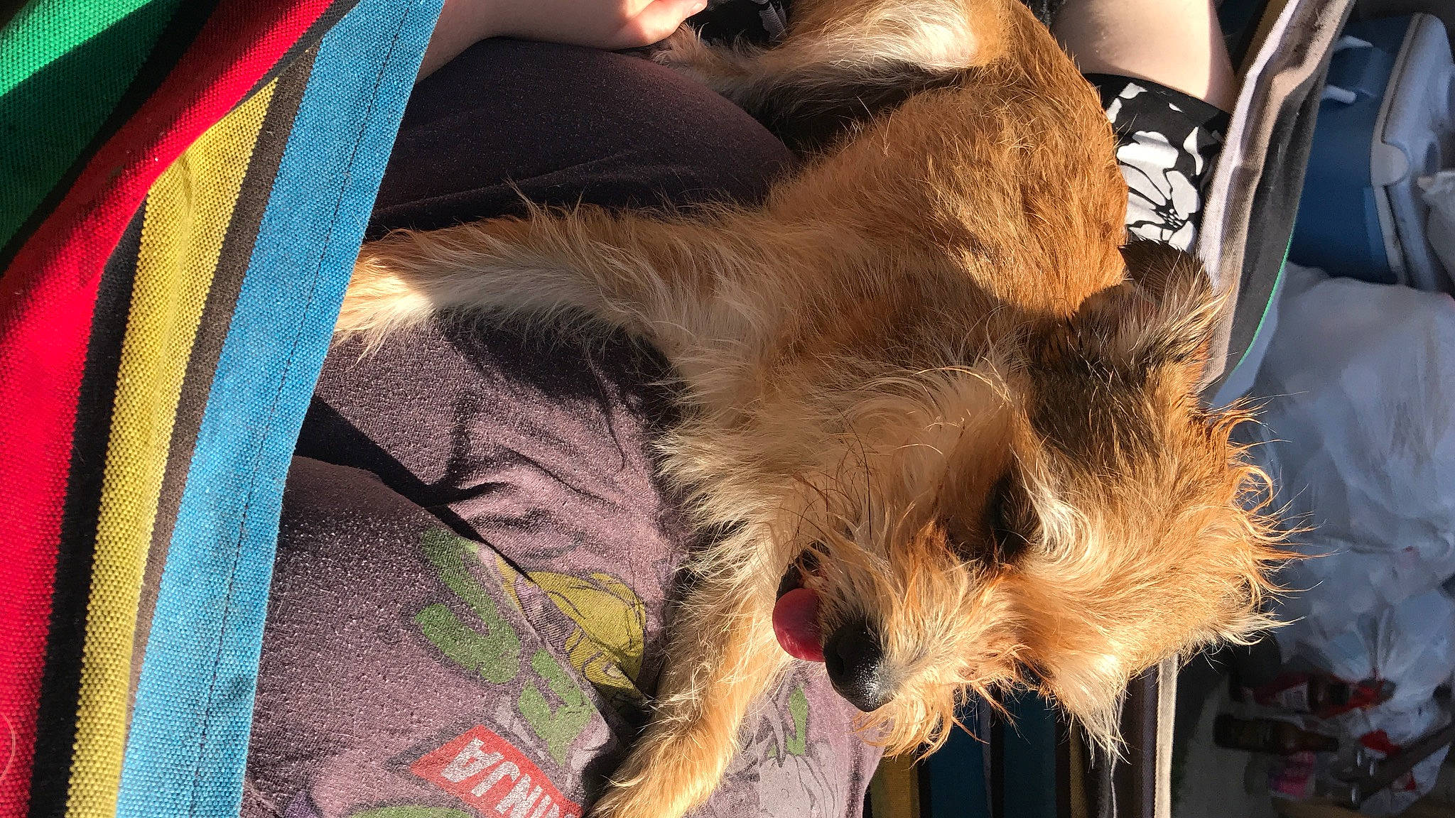 Henry joined the competition — help win amazing prizes! australian_terrier, border_terrier, bosnian_coarse_haired_hound, canidae, carnivore, companion_dog, dog, dog_breed, mammal, norwich_terrier, small_terrier, terrier, vertebrate