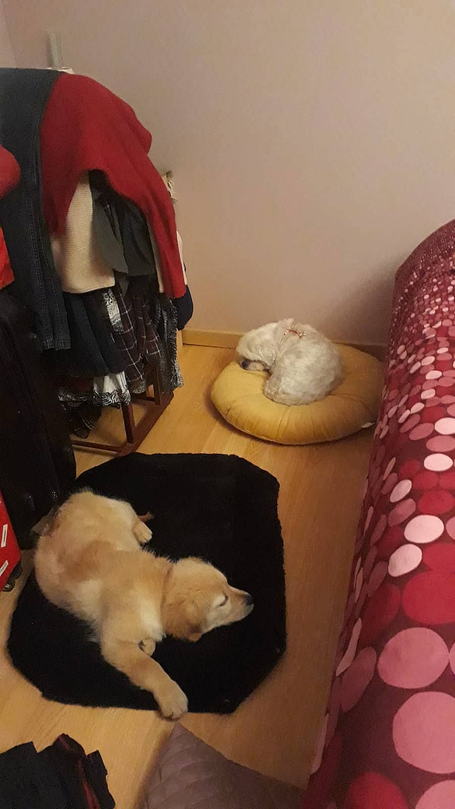 Ariel a rejoint le concours — aidez-le/la à gagner de superbes lots ! bichon, canidae, carnivore, companion_dog, dog, dog_breed, labrador_retriever, non_sporting_group, room, sporting_group