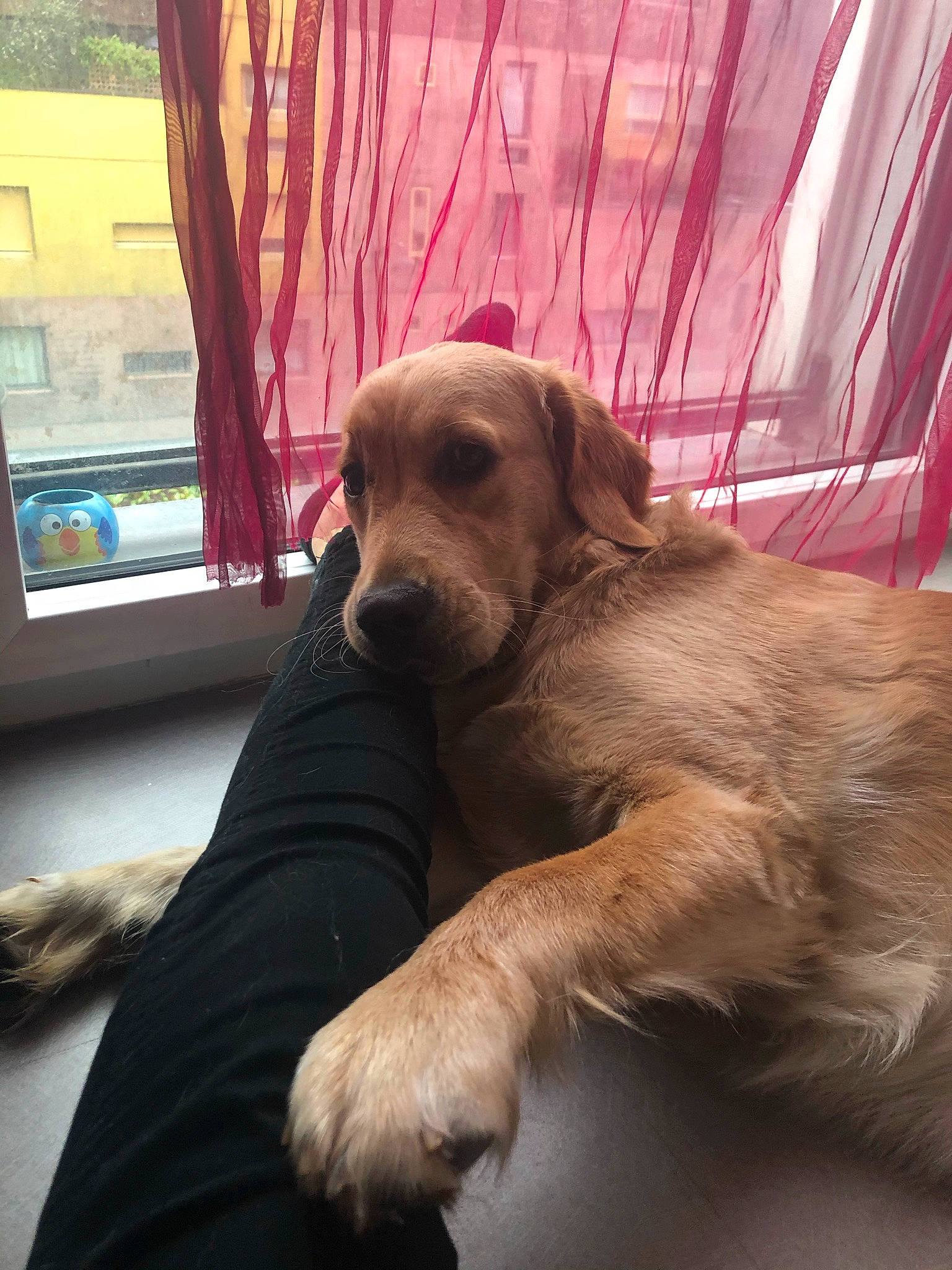 Mielle participe au concours pour gagner de l'argent avec cette photo : canidae, carnivore, companion_dog, dog, dog_breed, fawn, golden_retriever, puppy, retriever, snout, sporting_group