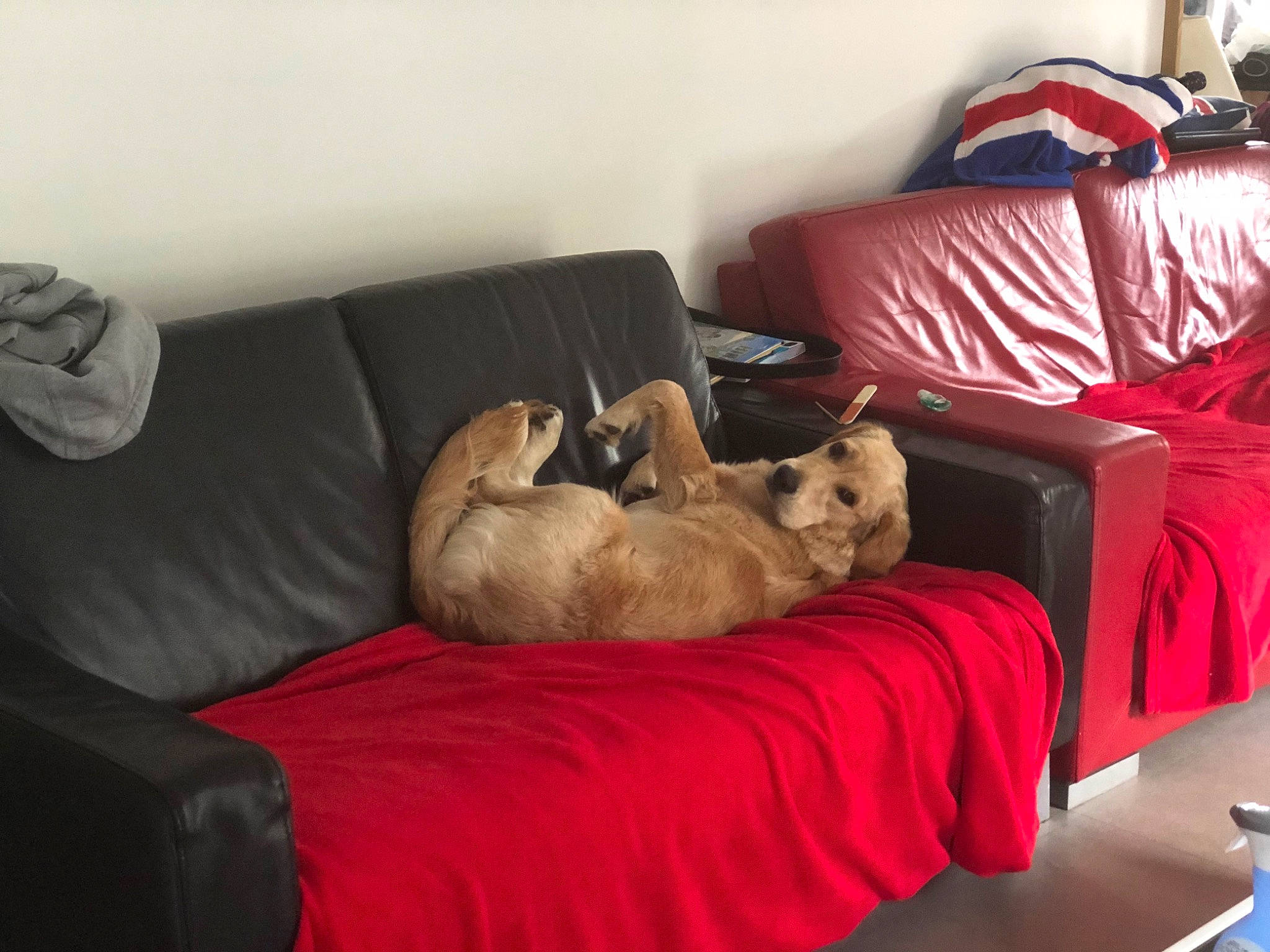 Mielle participe au concours pour gagner de l'argent avec cette photo : bed, bedroom, canidae, carnivore, chair, comfort, companion_dog, couch, dog, dog_breed, fawn, furniture, home, house, interior_design, living_room, room, slipcover, sofa_bed, studio_couch