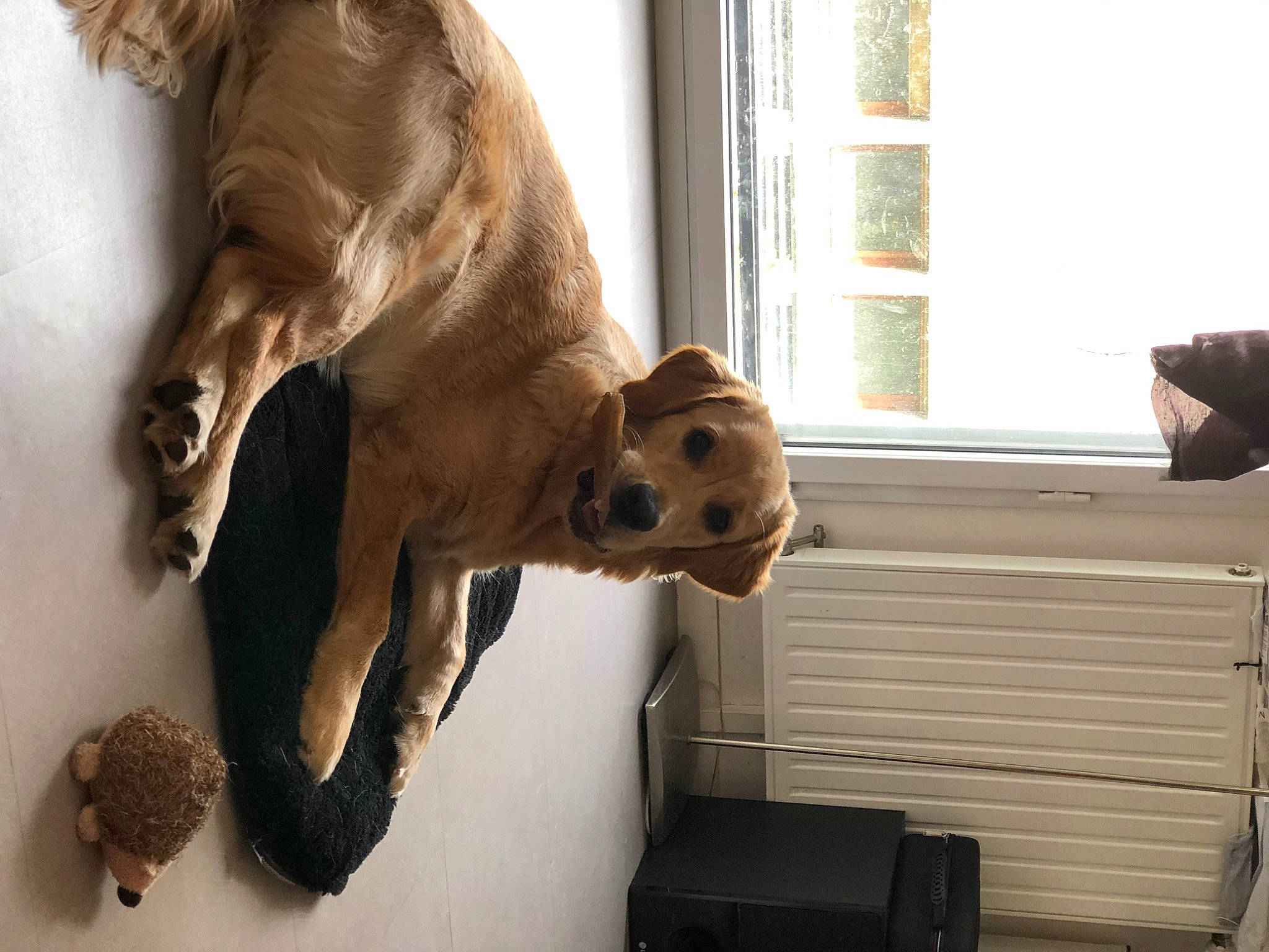 Mielle participe au concours pour gagner de l'argent avec cette photo : canidae, carnivore, dog, dog_breed, fawn, fur, sporting_group, tail