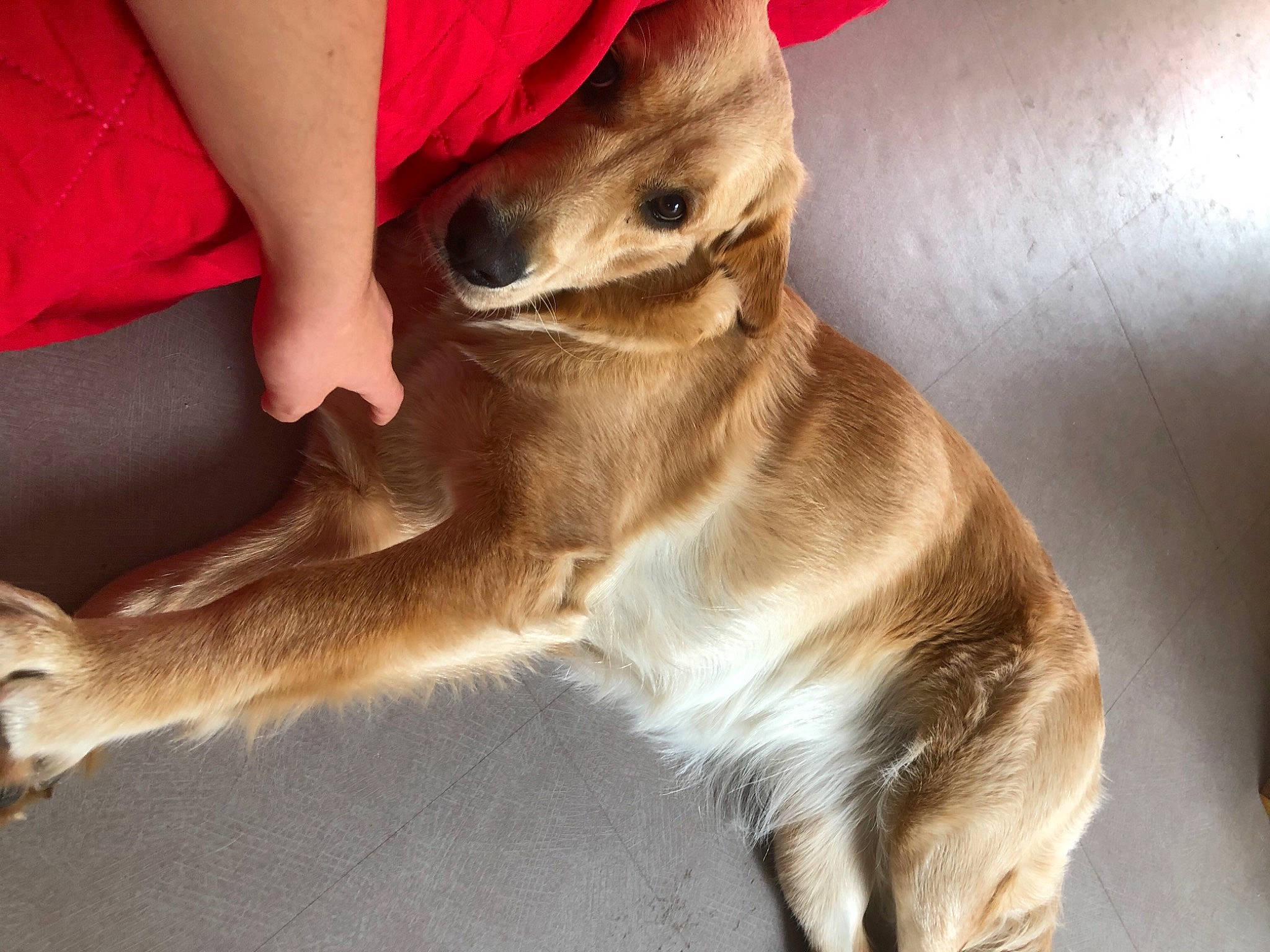 Mielle participe au concours pour gagner de l'argent avec cette photo : canidae, carnivore, companion_dog, dog, dog_breed, fawn, kangaroo, lurcher, mammal, snout, vertebrate