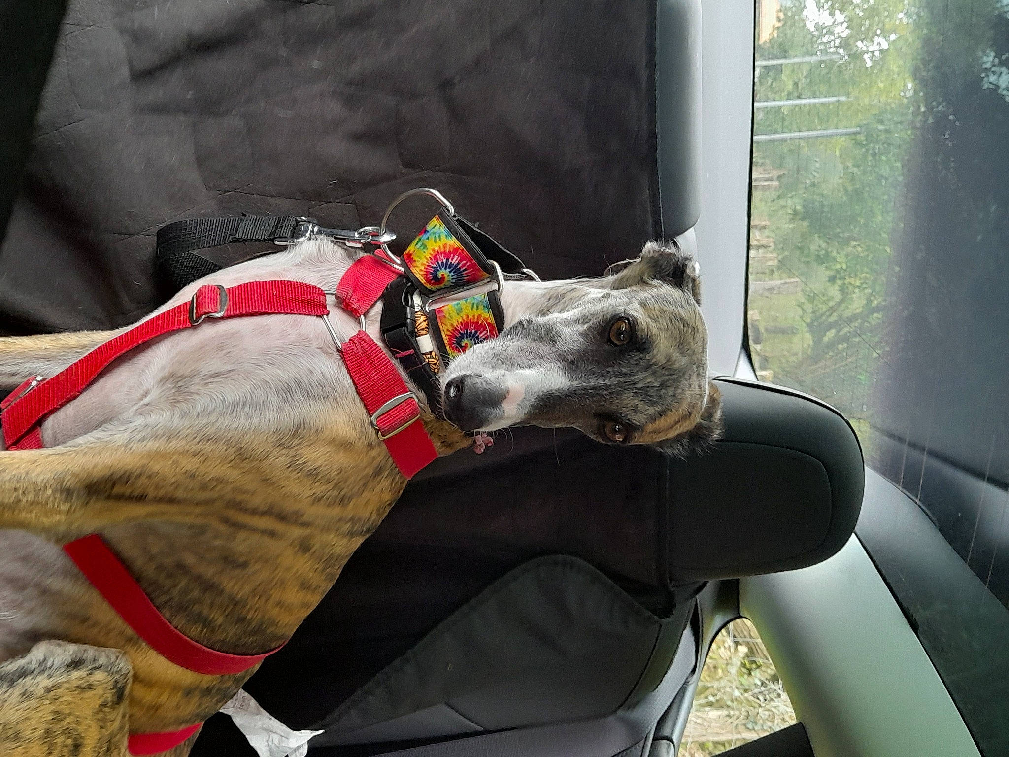 Ermine participe au concours pour gagner de l'argent avec cette photo : adventure, canidae, carmine, carnivore, collar, companion_dog, dog, dog_breed, dog_collar, dog_supply, leash, pet_supply, rampur_greyhound, snout, sporting_group, tree, vehicle, window, windshield, working_animal