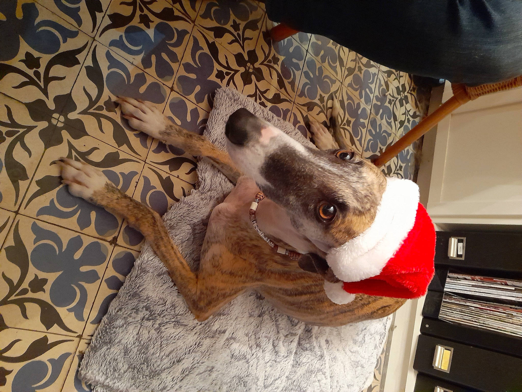 Ermine participe au concours pour gagner de l'argent avec cette photo : canidae, carnivore, collar, comfort, companion_dog, computer_keyboard, dog, dog_breed, fawn, felidae, fur, linens, non_sporting_group, pattern, pet_supply, small_to_medium_sized_cats, sporting_group, whiskers, wood, working_animal