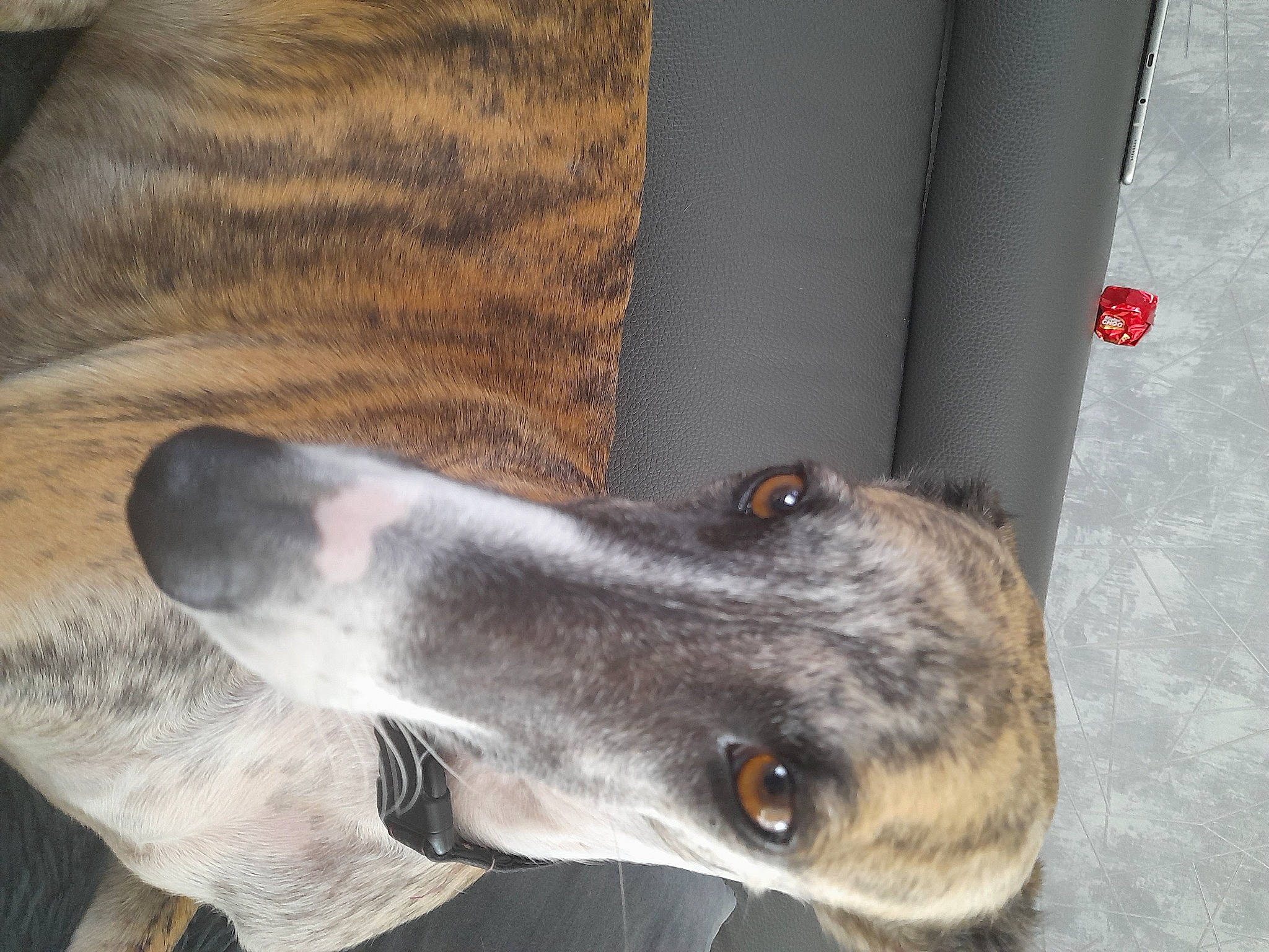 Ermine participe au concours pour gagner de l'argent avec cette photo : carnivore, collar, companion_dog, dog, dog_breed, hortaya_borzaya, magyar_agar, non_sporting_group, pet_supply, polish_greyhound, rampur_greyhound, sighthound, terrestrial_animal, whiskers, working_animal