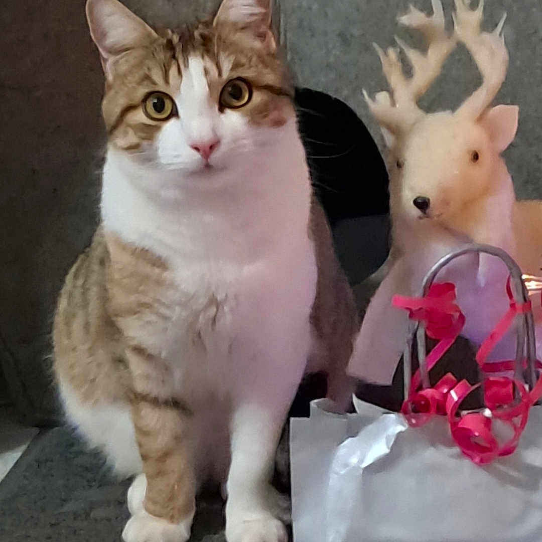 Winston participe au concours pour gagner de l'argent avec cette photo : abyssinian, accessories, angora, animal, baby, bag, cat, cream, dessert, flower, flowerarrangement, flowerbouquet, kitten, manx, person, pet, petal, plant, plush, toy