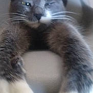 Perle participe au concours pour gagner de l'argent avec cette photo : cat, gray_cat, white_paws, stretching, close_up, feline, whiskers, chair, indoor, pet, animal, cute, blurred, paw, tabby, fur, relaxed, sleepy, home, mammal