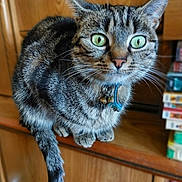 Friponne a rejoint le concours — aidez-le/la à gagner de superbes lots ! animal, bells, books, cat, close_up, collar, curious, domestic_cat, feline, fur, furniture, green_eyes, indoor, pet, portrait, sitting, tabby, tail, whiskers, wooden_shelf
