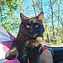 cat, black_cat, pet, animal, feline, indoor, person, hand, lap, sunlight, window, trees, outdoor_view, nature, daylight, car_interior, watching, whiskers, ears, fur