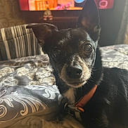 Bebe is registered to the contest to win money with this photo: alert, bed, bedding, black_and_tan, brown_eyes, close_up, collar, cute, dog, furniture, home, indoor, living_room, patterned_blanket, pet, pointed_ears, portrait, sitting, small_dog, television