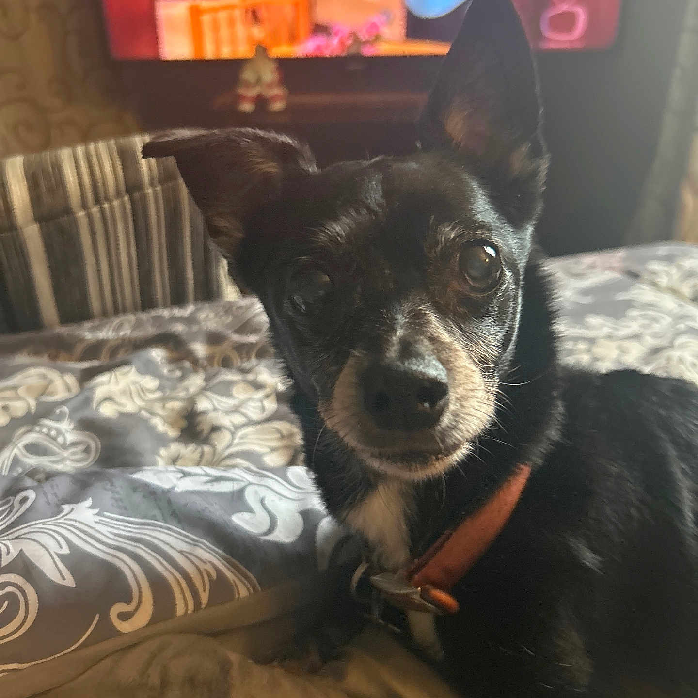 Bebe