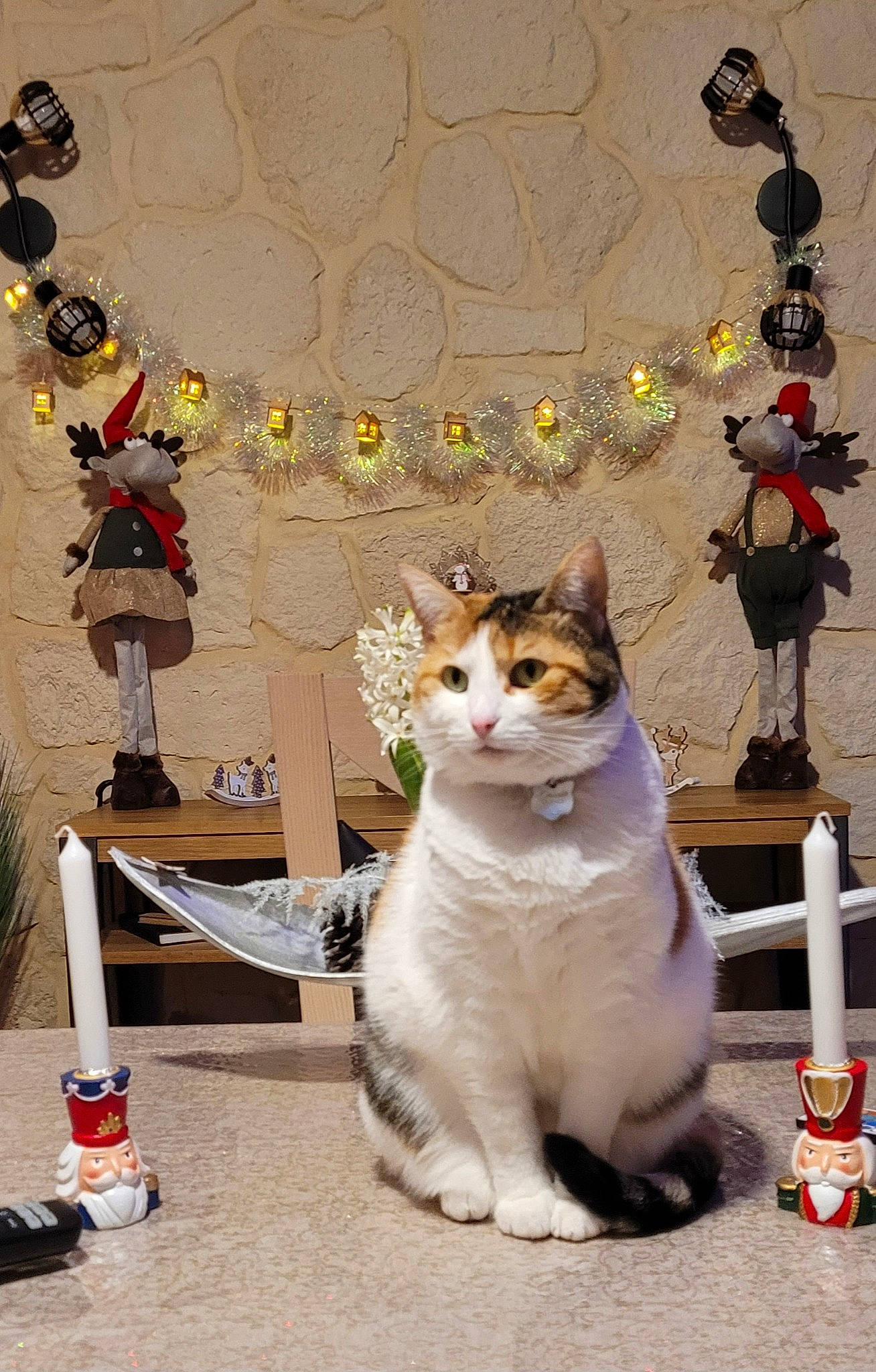 Noisette a rejoint le concours — aidez-le/la à gagner de superbes lots ! carnivore, cat, domestic_short_haired_cat, fawn, felidae, fur, plant, sitting, small_to_medium_sized_cats, street, tail, tourism, tree, whiskers