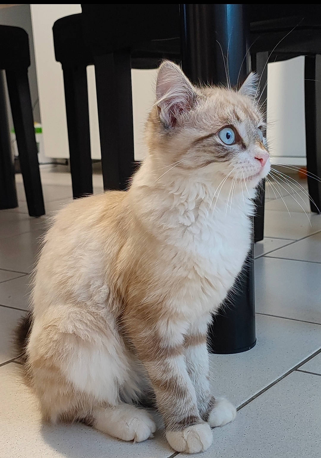 Cookie participe au concours pour gagner de l'argent avec cette photo : carnivore, cat, claw, domestic_short_haired_cat, fawn, felidae, flooring, fur, paw, photo_caption, small_to_medium_sized_cats, snout, tail, terrestrial_animal, thai, whiskers, window