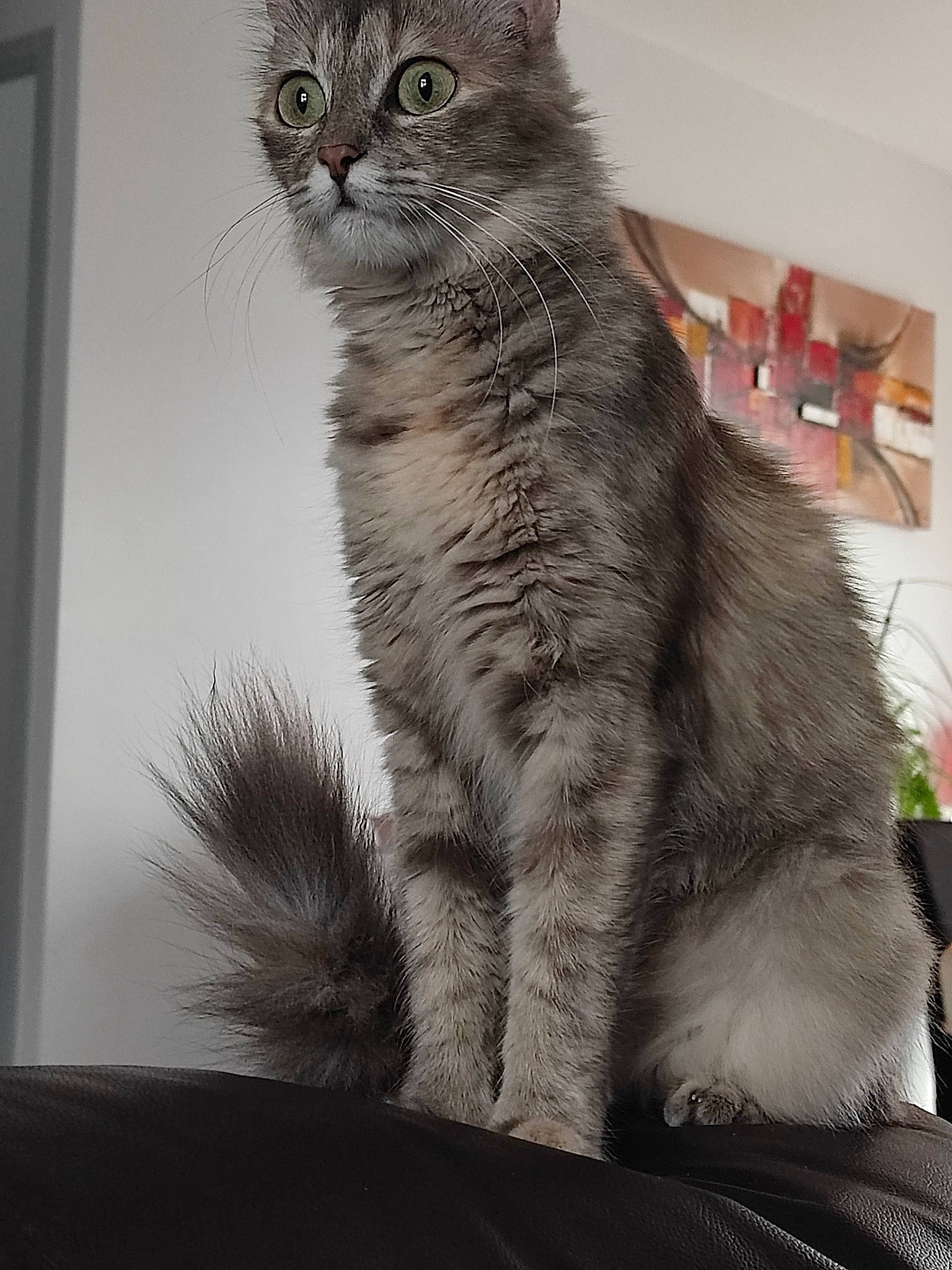 Molly participe au concours pour gagner de l'argent avec cette photo : carnivore, cat, claw, domestic_short_haired_cat, door, felidae, fur, grey, paw, small_to_medium_sized_cats, snout, tail, terrestrial_animal, twig, whiskers, window