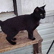 Coraline is registered to the contest to win money with this photo: animal, bench, black_cat, cat, closeup, domestic_cat, feline, fur, green_eyes, metal_siding, outdoor, pet, planks, porch, profile, rustic, standing, staring, whiskers, wooden_step