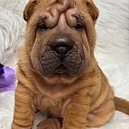 Tucker joined the competition — help win amazing prizes! adorable, animal, brown_fur, closeup, cute, dog, domestic_animal, face, fluffy_blanket, fur, indoor, mammal, pet, portrait, puppy, shar_pei, sitting, small, wrinkles, young_dog