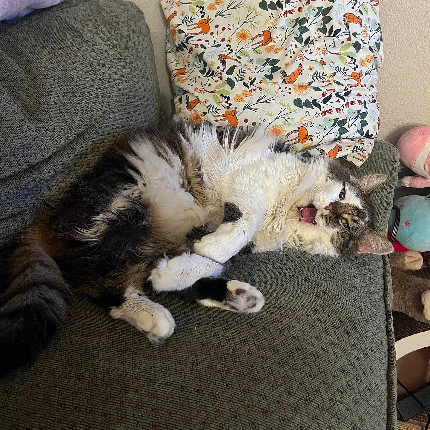 Arlo is registered to the contest to win money with this photo: animal, architecture, armchair, building, cat, chair, couch, cushion, furniture, homedecor, indoors, kitten, linen, livingroom, manx, person, pet, pillow, room, sleeping