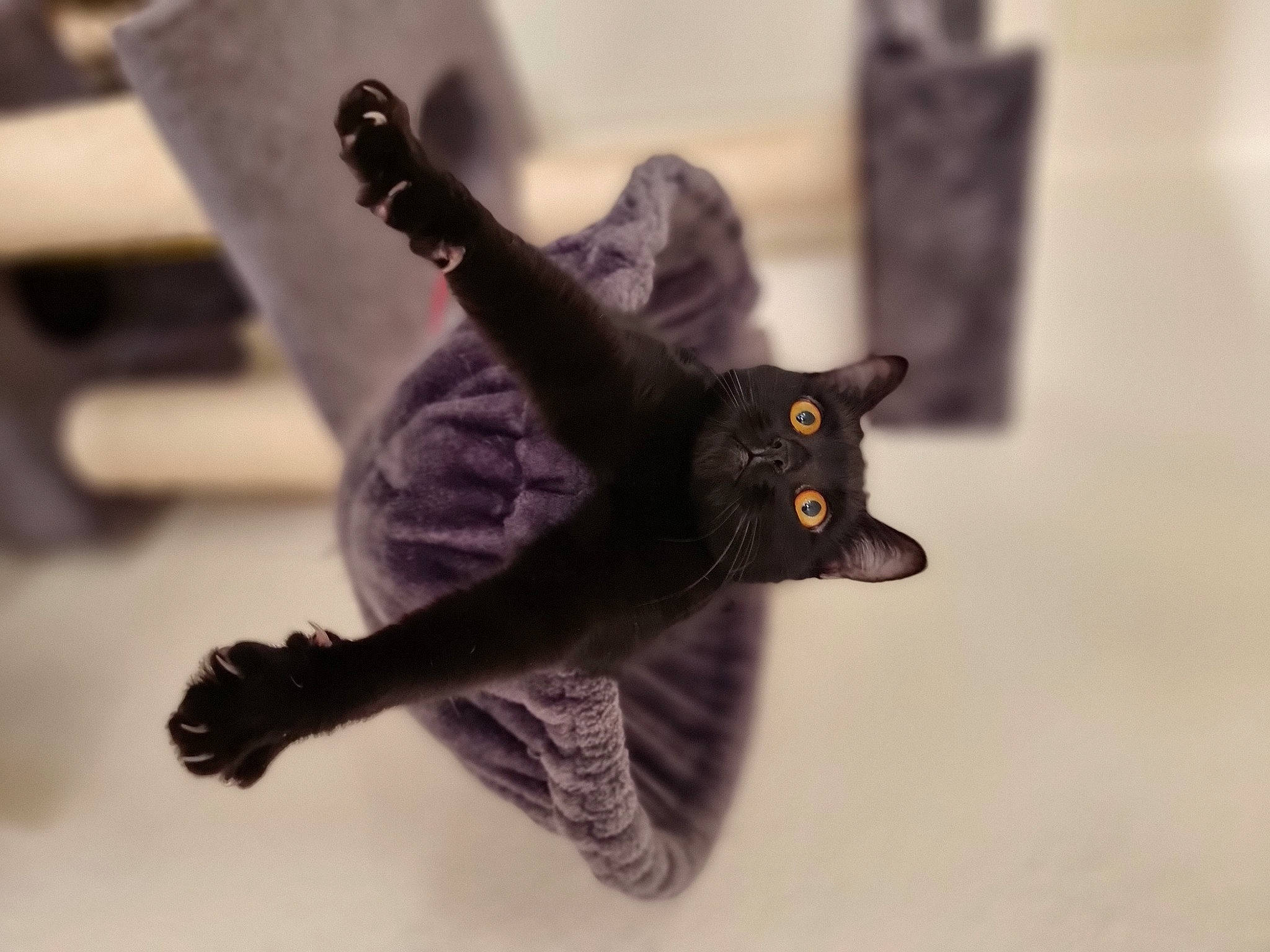 Pixie participe au concours pour gagner de l'argent avec cette photo : art, black_cat, bombay, carnivore, cat, claw, domestic_short_haired_cat, felidae, fur, grey, metal, monochrome_photography, sculpture, small_to_medium_sized_cats, snout, tail, toy, whiskers