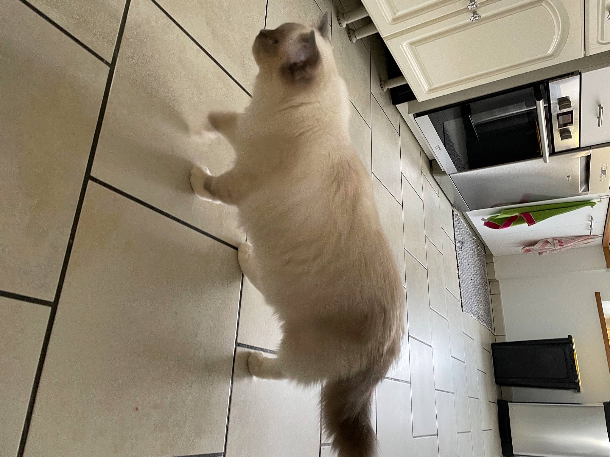 Princesse participe au concours pour gagner de l'argent avec cette photo : canidae, carnivore, companion_dog, dog, dog_breed, fawn, felidae, flooring, fur, hardwood, mammal, paw, samoyed, small_to_medium_sized_cats, snout, sporting_group, tail, tile_flooring, whiskers, wood