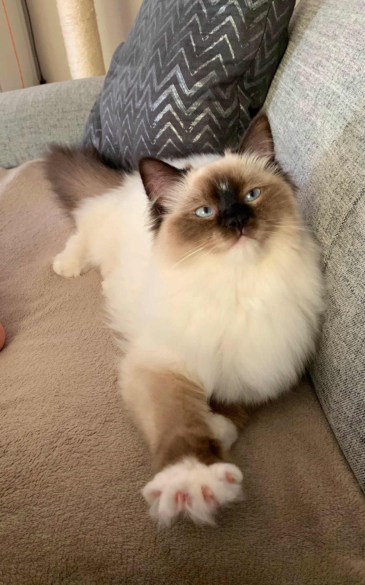 Princesse participe au concours pour gagner de l'argent avec cette photo : balinese, birman, carnivore, cat, comfort, couch, fawn, felidae, flooring, fur, hardwood, ragdoll, siamese, small_to_medium_sized_cats, snout, tail, terrestrial_animal, whiskers
