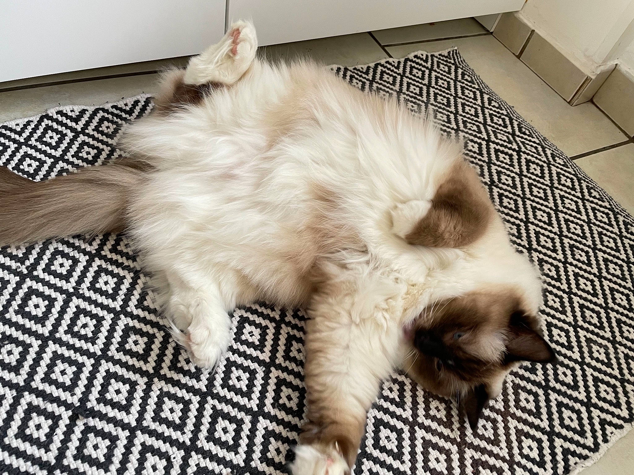 Princesse a rejoint le concours — aidez-le/la à gagner de superbes lots ! canidae, carnivore, cat, claw, comfort, companion_dog, dog_breed, fawn, felidae, flooring, foot, fur, nap, paw, small_to_medium_sized_cats, snout, sporting_group, tail, terrestrial_animal, whiskers