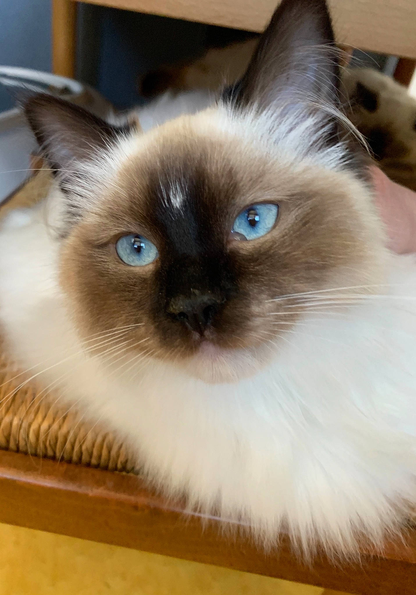 Princesse participe au concours pour gagner de l'argent avec cette photo : balinese, birman, carnivore, cat, close_up, fawn, felidae, flooring, fur, iris, ragdoll, siamese, small_to_medium_sized_cats, snout, terrestrial_animal, thai, whiskers