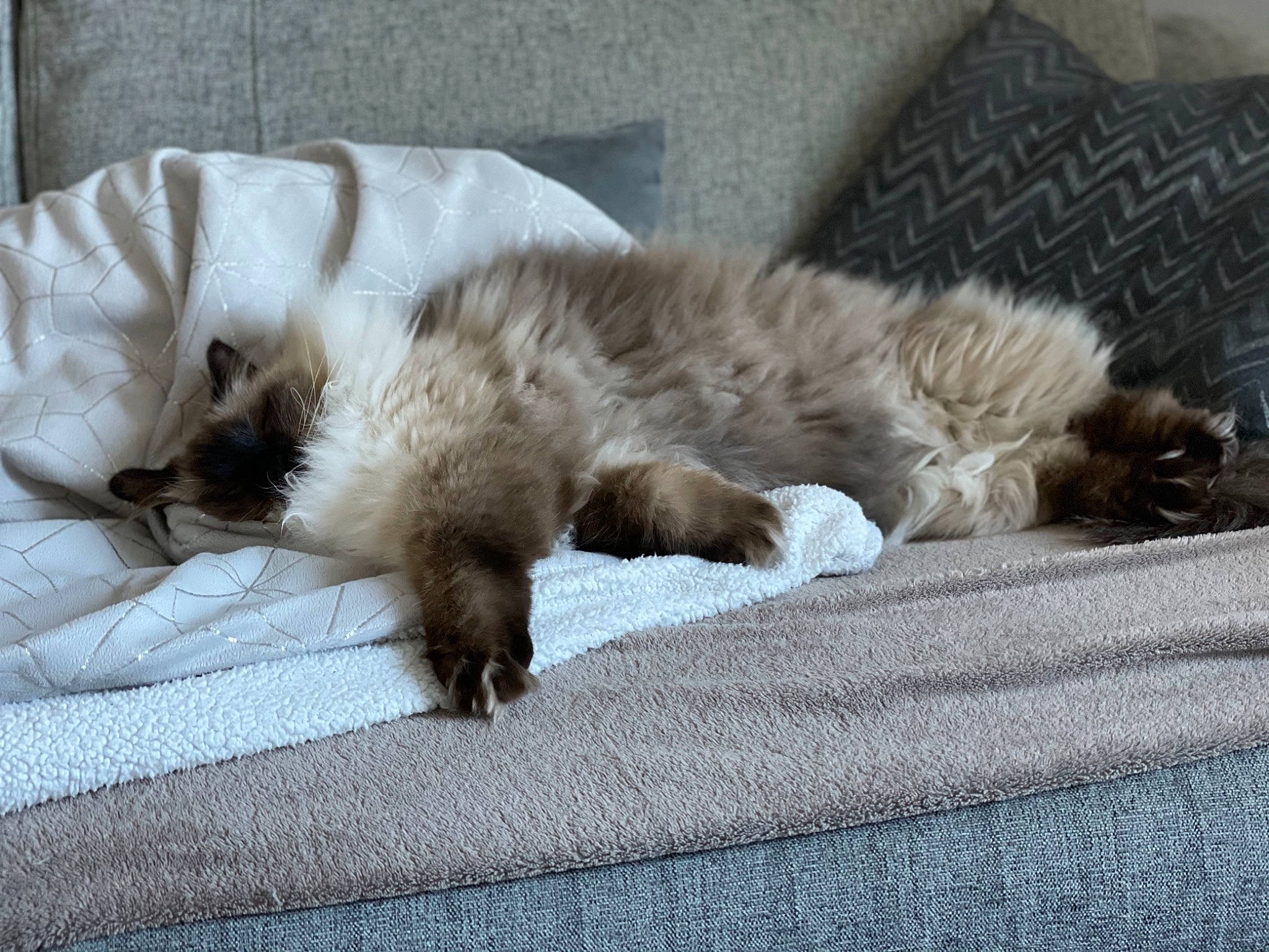 Poupie a rejoint le concours — aidez-le/la à gagner de superbes lots ! canidae, carnivore, cat, claw, comfort, companion_dog, dog_breed, domestic_short_haired_cat, fawn, felidae, flooring, fur, linens, nap, paw, sleep, small_to_medium_sized_cats, sporting_group, tail, whiskers