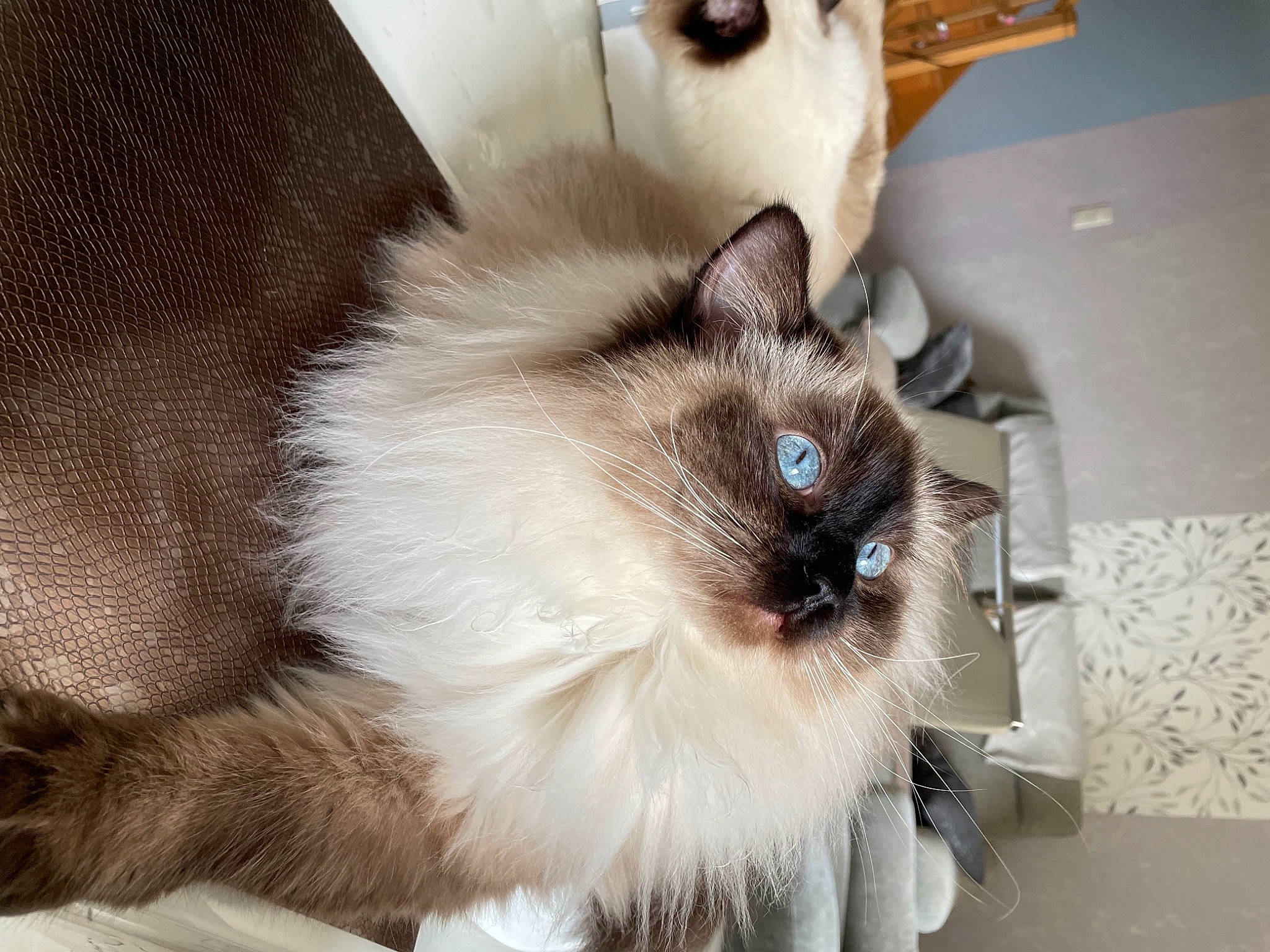Poupie a rejoint le concours — aidez-le/la à gagner de superbes lots ! balinese, birman, carnivore, cat, fawn, felidae, fur, ragdoll, siamese, small_to_medium_sized_cats, snout, tail, thai, tonkinese, whiskers