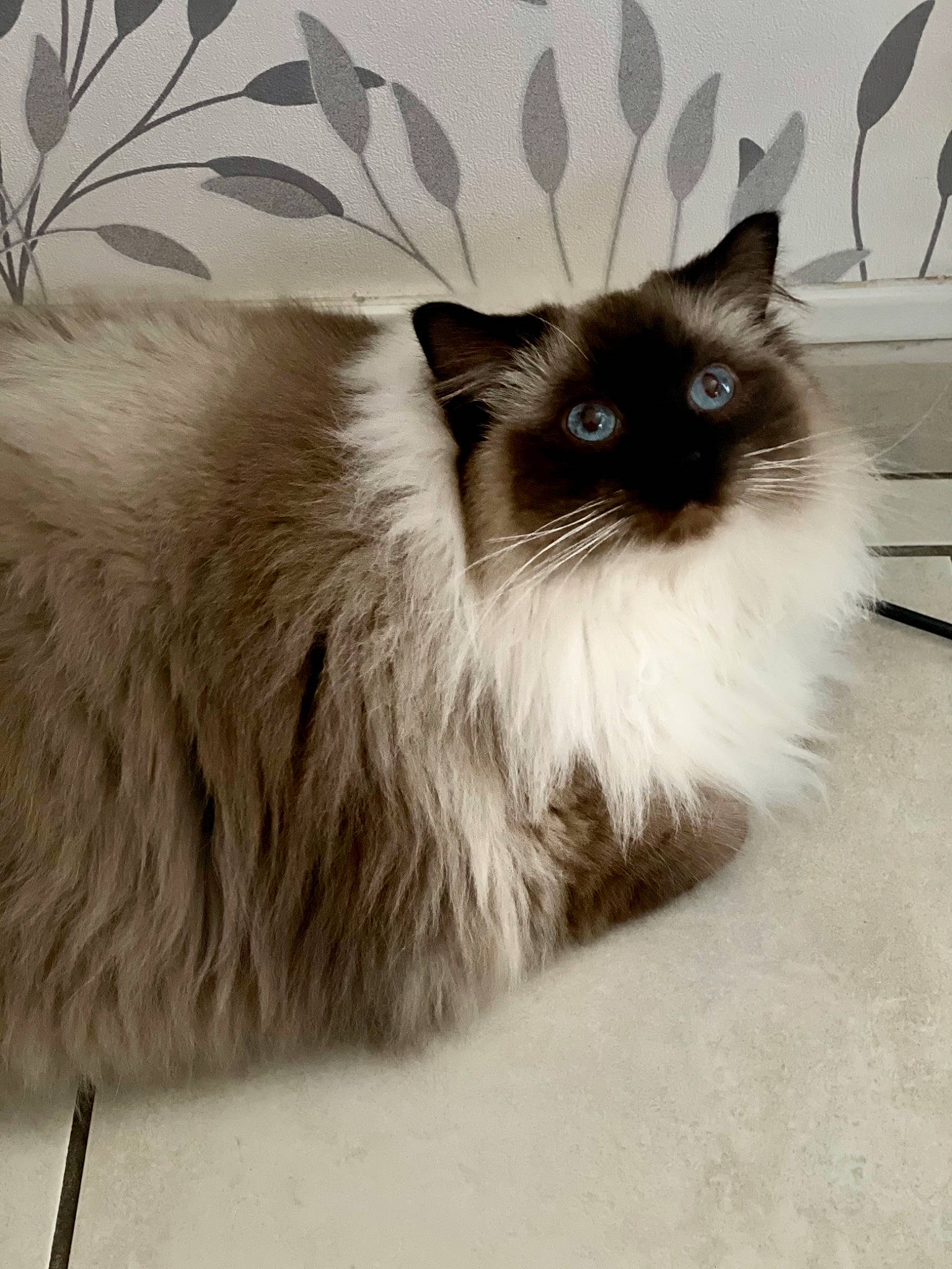 Poupie participe au concours pour gagner de l'argent avec cette photo : balinese, birman, carnivore, cat, fawn, felidae, fur, iris, ragdoll, siamese, small_to_medium_sized_cats, snout, tail, thai, whiskers