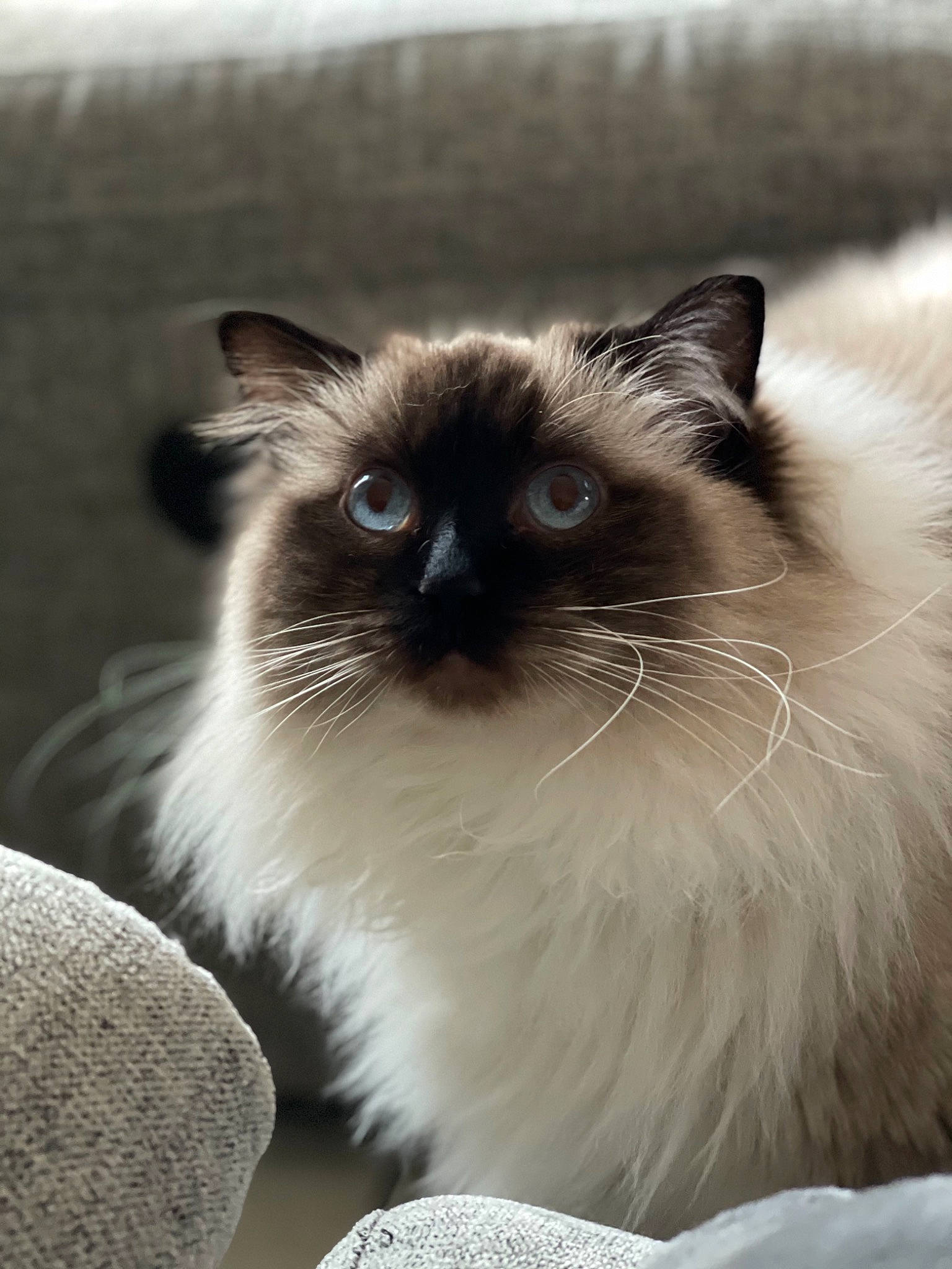 Poupie a rejoint le concours — aidez-le/la à gagner de superbes lots ! balinese, birman, carnivore, cat, fawn, felidae, fur, iris, siamese, small_to_medium_sized_cats, snout, terrestrial_animal, whiskers, wildlife