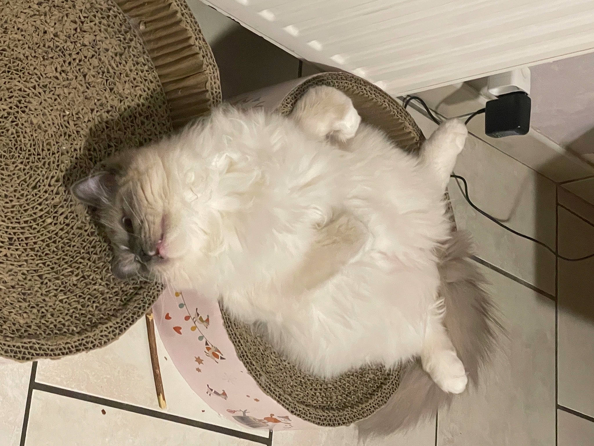 Rio participe au concours pour gagner de l'argent avec cette photo : canidae, carnivore, cat, cat_supply, claw, comfort, dog_breed, domestic_short_haired_cat, fawn, felidae, flooring, fur, grey, paw, small_to_medium_sized_cats, snout, sporting_group, tail, whiskers