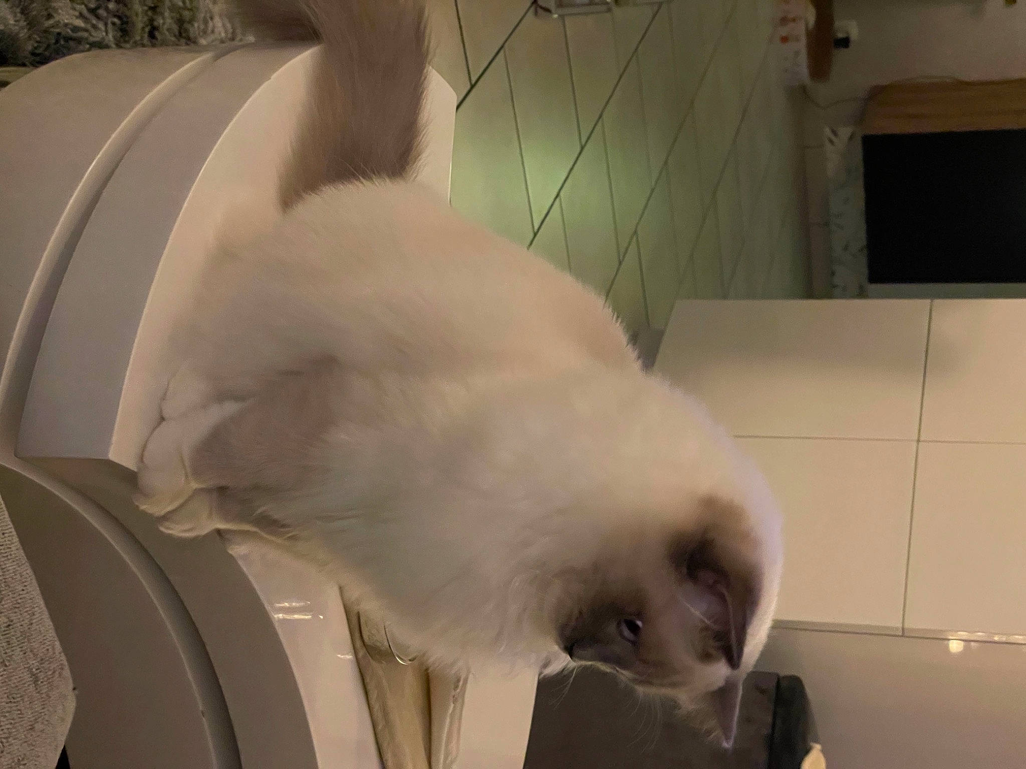 Rio participe au concours pour gagner de l'argent avec cette photo : canidae, carnivore, comfort, companion_dog, dog_breed, domestic_rabbit, ear, fawn, felidae, fur, nap, paw, rabbits_and_hares, small_to_medium_sized_cats, snout, sporting_group, tail, terrestrial_animal, toy_dog, whiskers