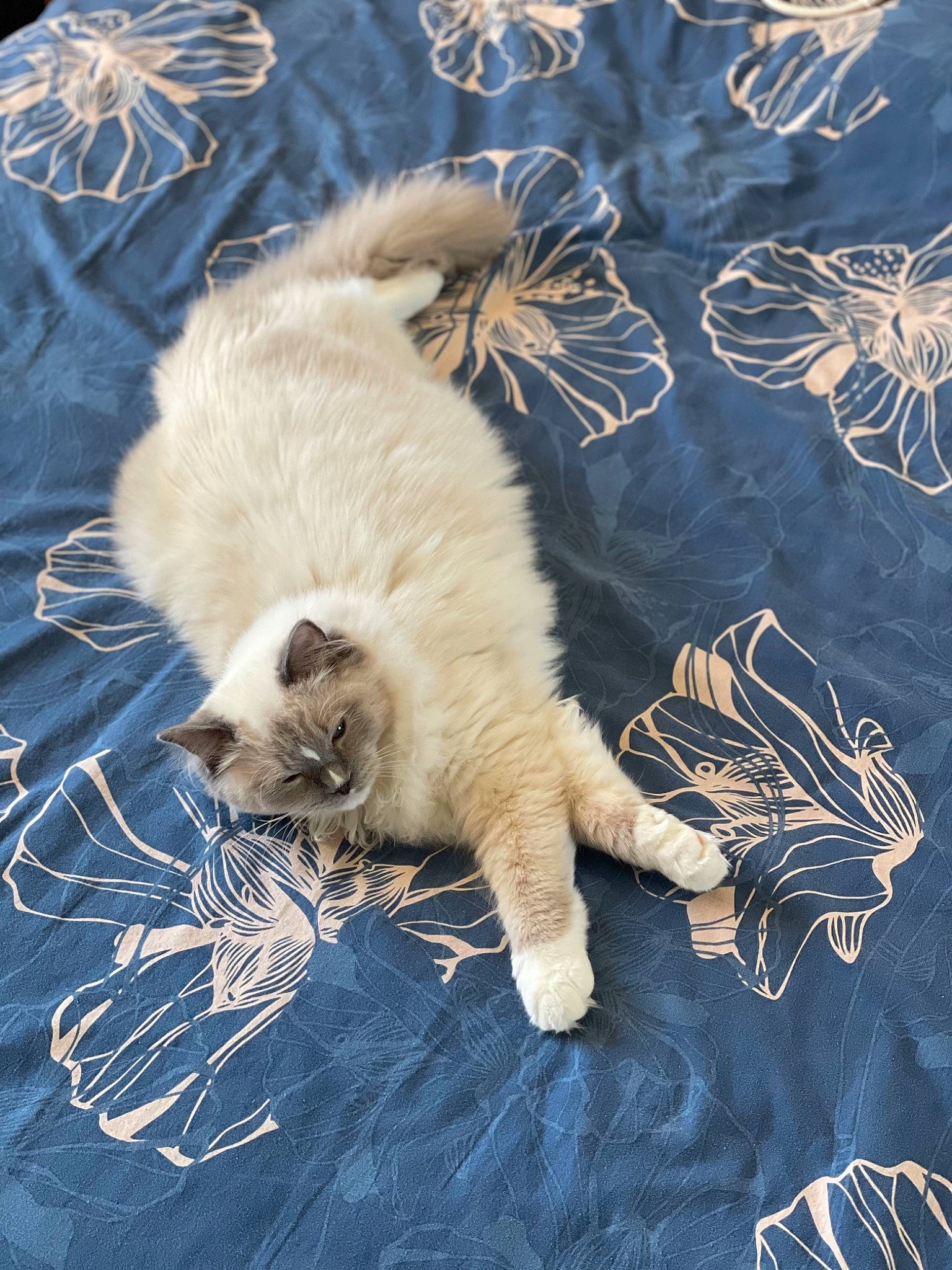 Rio participe au concours pour gagner de l'argent avec cette photo : art, carnivore, cat, claw, domestic_short_haired_cat, electric_blue, fawn, felidae, foot, fur, paw, plant, sand, small_to_medium_sized_cats, tail, terrestrial_animal, tree, whiskers, wildlife, wood