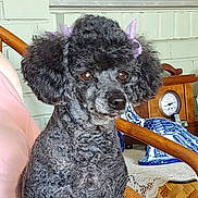 Charlette is registered to the contest to win money with this photo: dog, poodle, indoor, chair, wicker, bow, pet, animal, furniture, clock, decor, blue_ceramic, cute, fluffy, black, portrait, sitting, pet_accessory, home, cozy
