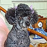 dog, poodle, indoor, chair, wicker, bow, pet, animal, furniture, clock, decor, blue_ceramic, cute, fluffy, black, portrait, sitting, pet_accessory, home, cozy
