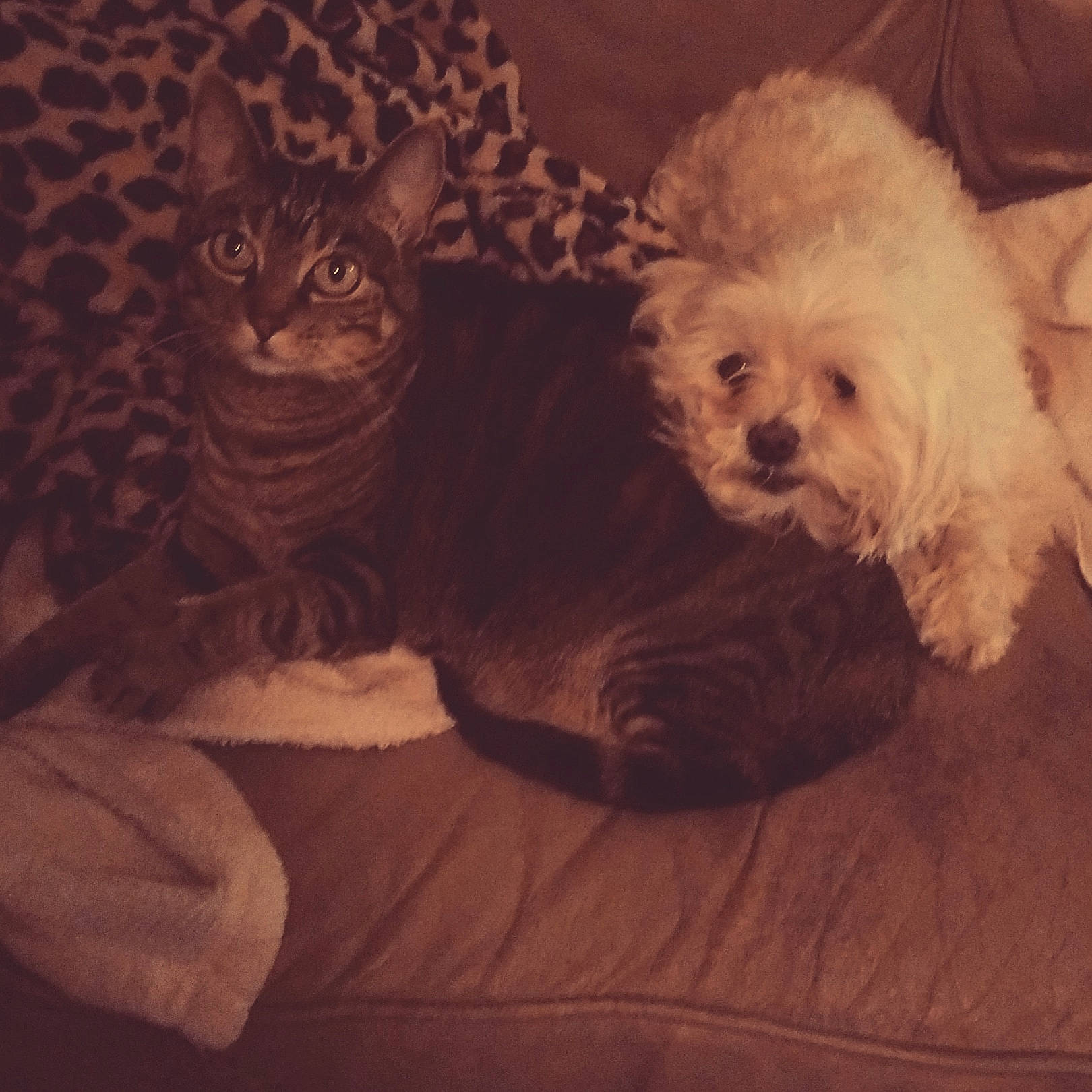 Lulu is registered to the contest to win money with this photo: bolonka, canidae, cavachon, cavapoo, cockapoo, companion_dog, dog, dog_breed, maltepoo, mammal, morkie, pekapoo, poodle_crossbreed, puppy, puppy_love, schnoodle, shih_poo, shih_tzu, sky, toy_poodle