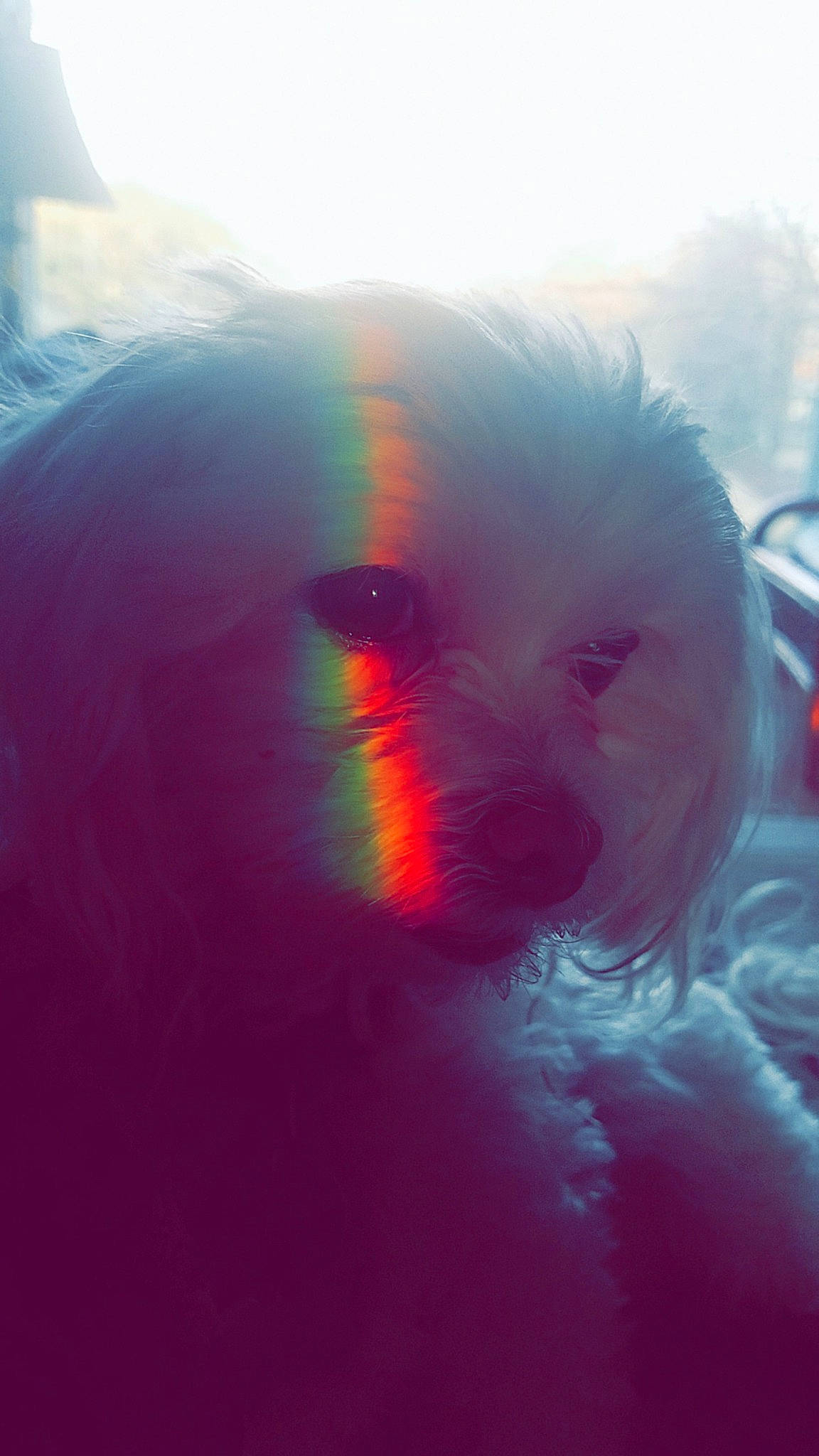 Lulu joined the competition — help win amazing prizes! cloud, geological_phenomenon, green, lens_flare, light, magenta, mouth, nose, pink, red, sky, sunlight, water