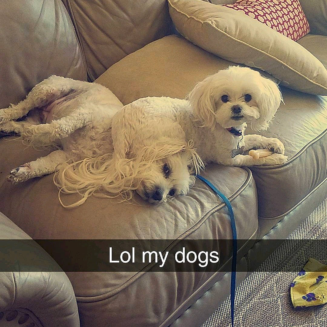 Lulu joined the competition — help win amazing prizes! bichon, bolognese, canidae, carnivore, cavachon, cavapoo, cockapoo, companion_dog, dog, dog_breed, maltepoo, maltese, mammal, miniature_poodle, non_sporting_group, puppy, puppy_love, sporting_group, toy_poodle, vertebrate