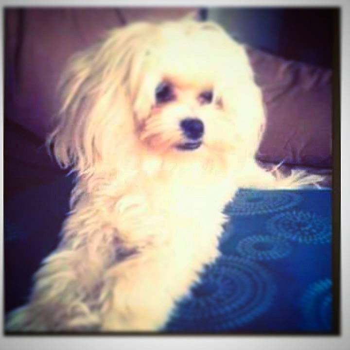 Lulu joined the competition — help win amazing prizes! bolognese, canidae, carnivore, cavachon, cavapoo, cockapoo, companion_dog, dog, dog_breed, havanese, lhasa_apso, maltepoo, maltese, mammal, morkie, puppy, puppy_love, schnoodle, shih_tzu, snout