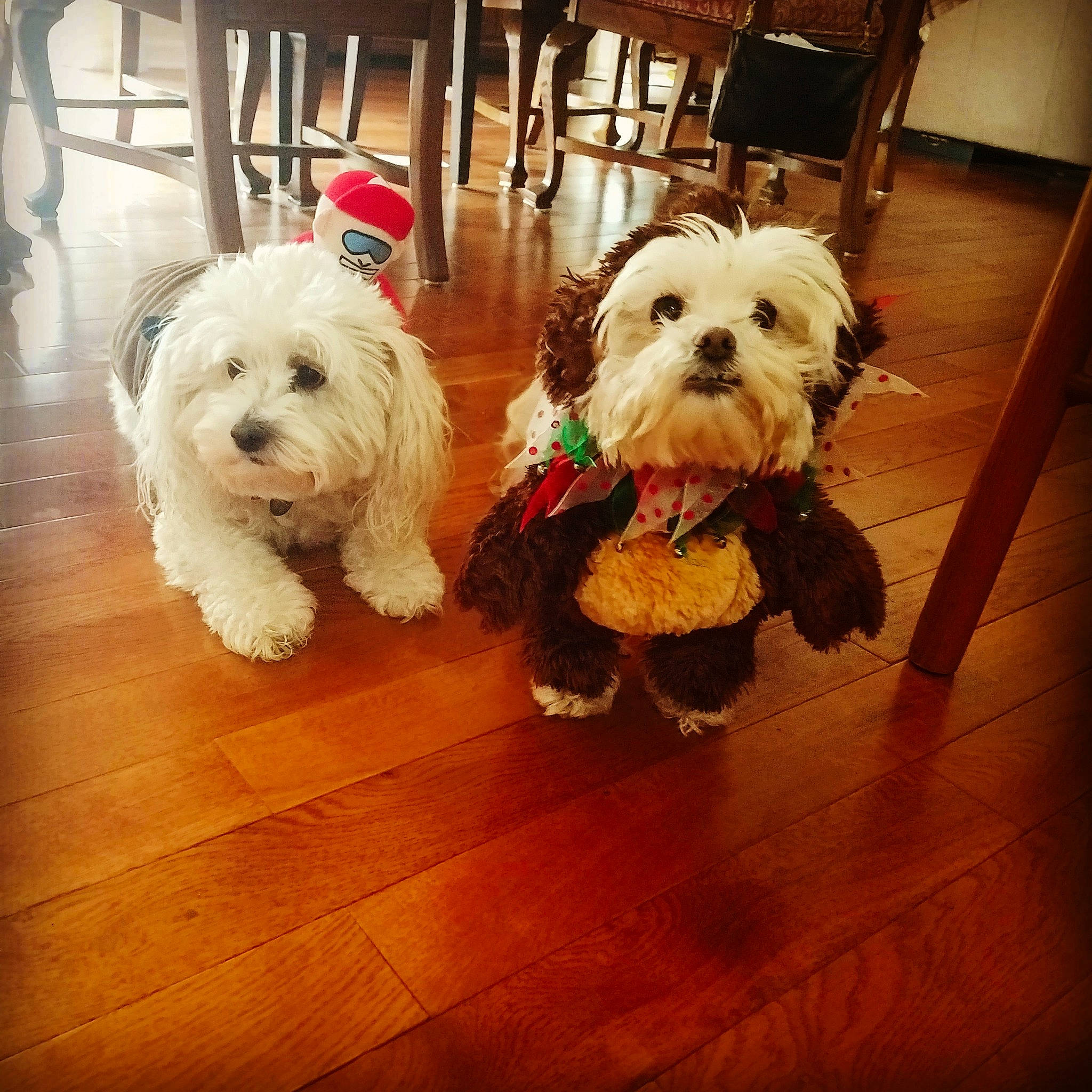 Lulu is registered to the contest to win money with this photo: canidae, carnivore, cockapoo, companion_dog, dog, dog_breed, havanese, maltepoo, maltese, mammal, morkie, puppy, schnoodle, shih_tzu, small_terrier, snout, sporting_lucas_terrier, terrier, vertebrate, west_highland_white_terrier