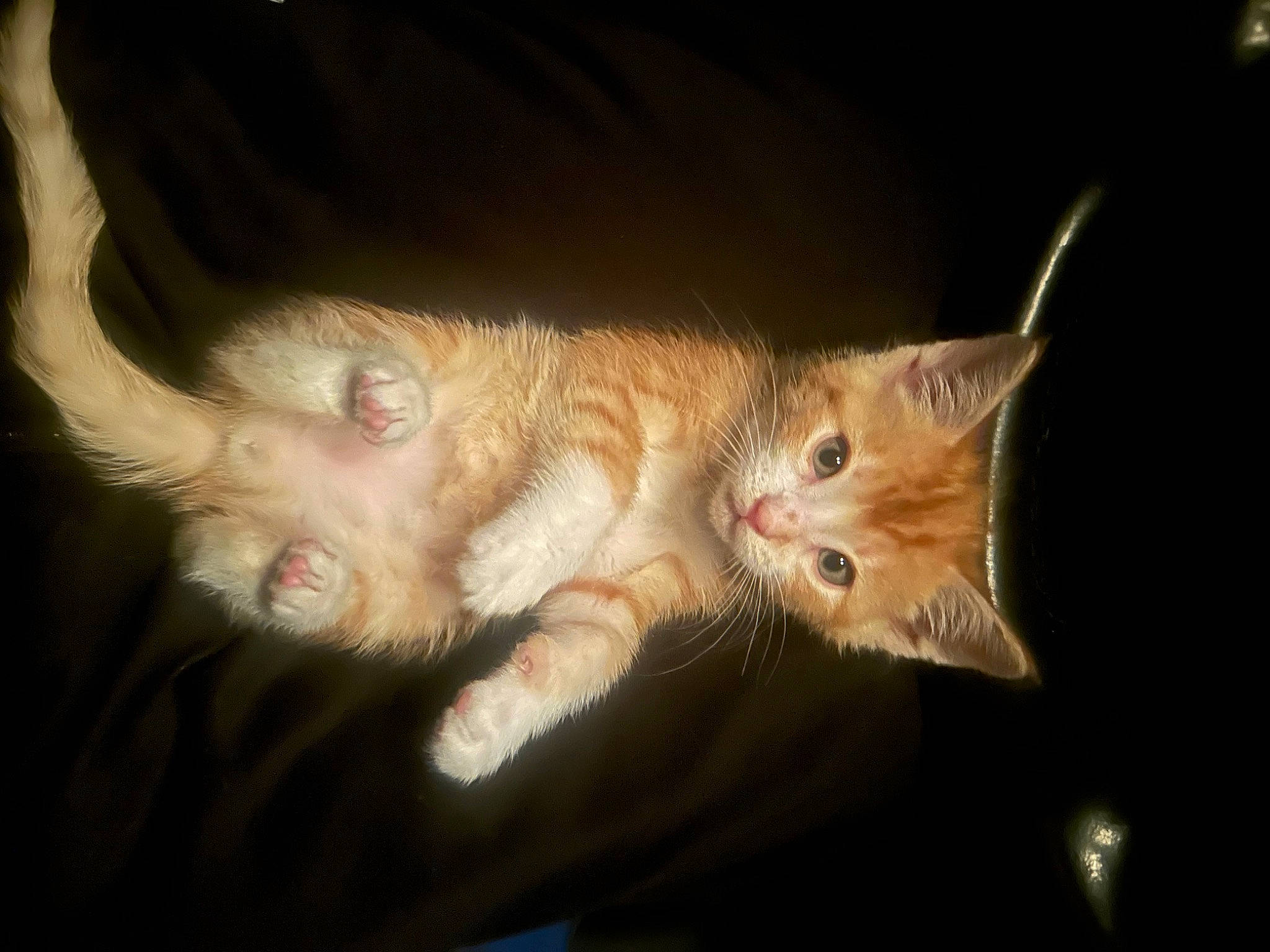 Goose joined the competition — help win amazing prizes! carnivore, cat, claw, couch, darkness, domestic_short_haired_cat, ear, eye, fawn, felidae, fur, gesture, leg, mammal, paw, small_to_medium_sized_cats, snout, tail, vertebrate, whiskers