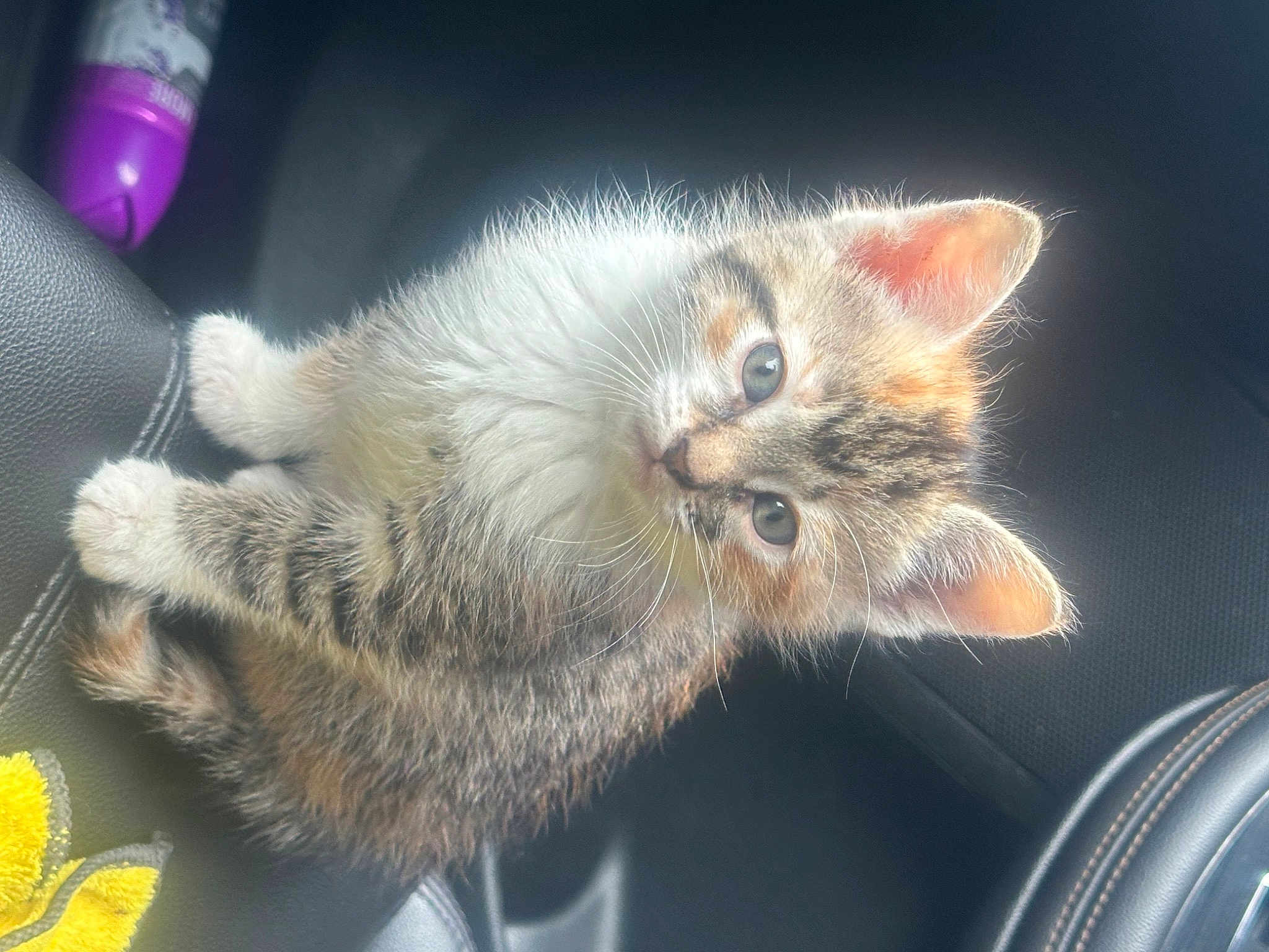 Coco