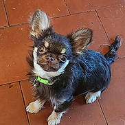 Yoko participe au concours pour gagner de l'argent avec cette photo : dog, small_dog, chihuahua, pet, animal, fur, collar, bell, ears, eyes, floor, tile_floor, brown_floor, cute, looking_up, sitting, indoor, companion, friendly, adorable
