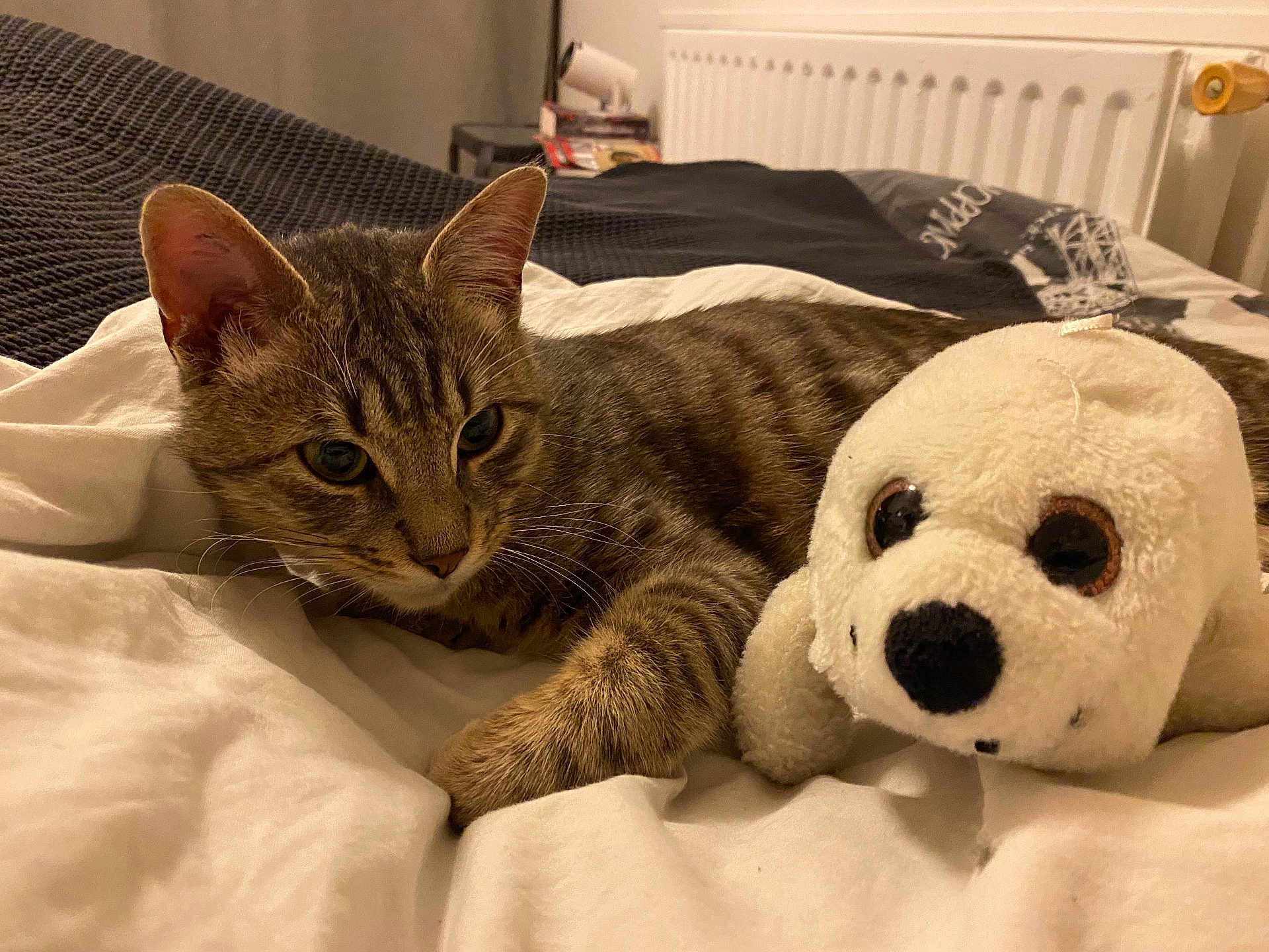 Kingsley participe au concours pour gagner de l'argent avec cette photo : cat, tabby_cat, stuffed_animal, plush_toy, bed, blanket, cozy, indoor, pet, feline, soft_toy, resting, curious, animal, cute, whiskers, ears, fur, close_up, companion
