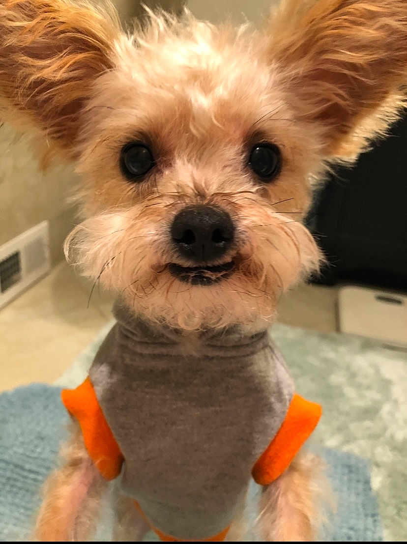 Brutus