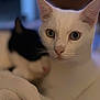 Valentin a rejoint le concours — aidez-le/la à gagner de superbes lots ! cat, heterochromia, white_cat, black_cat, feline, pets, close_up, cuddling, indoor, portrait, animal, cute, soft_focus, cozy, two_animals, whiskers, ears, eyes, relaxed, companionship
