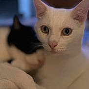 Valentin a rejoint le concours — aidez-le/la à gagner de superbes lots ! cat, heterochromia, white_cat, black_cat, feline, pets, close_up, cuddling, indoor, portrait, animal, cute, soft_focus, cozy, two_animals, whiskers, ears, eyes, relaxed, companionship